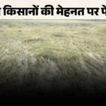 Bareilly Rain Havoc: धान-गन्ने की फसलें बर्बाद, बरेली के किसानों के सामने रोजी-रोटी का संकट